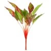 23″ Aglaonema Bush X11 Green Red