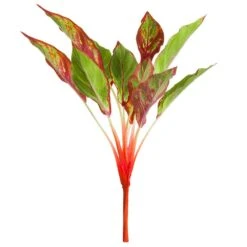 23″ Aglaonema Bush X11 Green Red