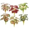 10″ Begonia Bush (6 Ea/set) Mixed