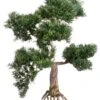 16″ Cedar Bonsai Green