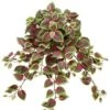 20″ Mini Coleus Hanging Bush x15 Red Green