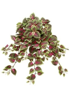 20″ Mini Coleus Hanging Bush x15 Red Green