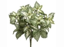 15″ Coleus Bush Green Variegated