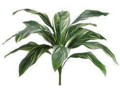 26″ Cordyline Bush With 15 Leaves Green White