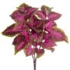 19″ Large Leaf Coleus Bush X3 Fuchsia Green
