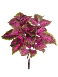 19″ Large Leaf Coleus Bush X3 Fuchsia Green