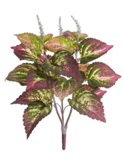 19″ Large Leaf Coleus Leaf Bush Green