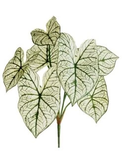 23″ Caladium Leaf Bush X7 Two Tone Green