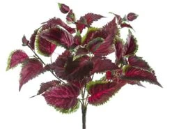 16″ UV Protected Coleus Bush Burgundy Green