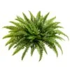 26″ Boston Fern Bush X67 Green