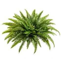 26″ Boston Fern Bush X67 Green