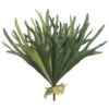 19″ Staghorn Fern Bush X16 Green Frosted