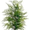36″ Lace Fern Bush Green