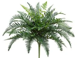 24″ River Fern BusH X 35