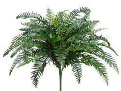 29″ River Fern Bush X48