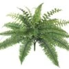 19″ New Boston Fern Bush X24