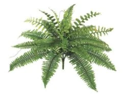 19″ New Boston Fern Bush X24