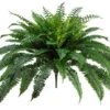 32″ New Boston Fern Bush X90