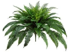 32″ New Boston Fern Bush X90