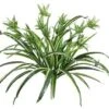 21″ Spider Plant X50 Green White
