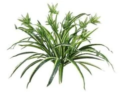 21″ Spider Plant X50 Green White