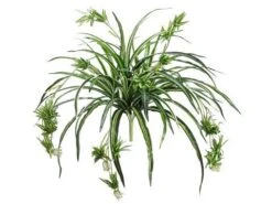 34″ Spider Plant X80 Green White