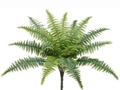 17″ Boston Fern With 15 Leaves Green