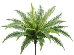 26″ Boston Fern With 25 Leaves Green