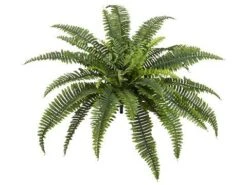 26″ UV Protected Boston Fern Bush X39 Green