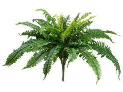 22″ Boston Fern BusH X 32