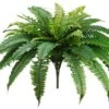 25″ Boston Fern Bush X48