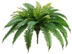 25″ Boston Fern Bush X48