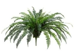 41″ Fishtail Fern Bush X60 Green