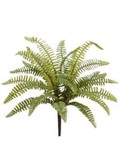 17″ Boston Fern Bush Green