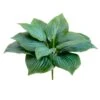 7″ Hosta Leaf Bush Green