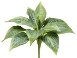 8″ Hosta Bush Green