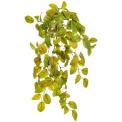 22″ Finttonia Hanging Bush x10 With 120 Leaves Green Red