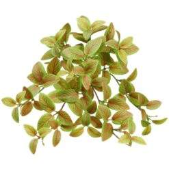 13″ Mini Fittonia Hanging Bush X9 With 120 Leaves Green Red