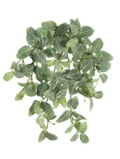 13″ Mini Fittonia Hanging Bush X9 W/120 Leaves Green White