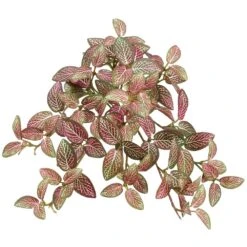13″ Mini Fittonia Hanging Bush X9 With 120 Leaves Red Green White