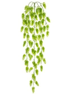 30.5″ Hops Hanging Bush X5 Green Cream