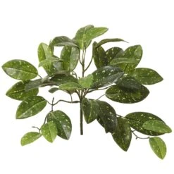 11″ Hoya Bush Green