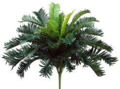25″ Cycas Palm BusH X 35