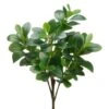 20″ Peperomia Bush Green