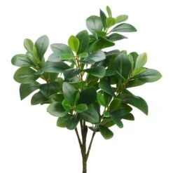 20″ Peperomia Bush Green
