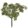 10″ Podocarpus Bush Green Gray