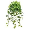 36″ Real Touch Pothos Hanging Bush X12 Green