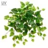 20″ UV Protected Pothos Bush Green White