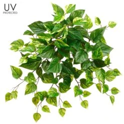 20″ UV Protected Pothos Bush Green White
