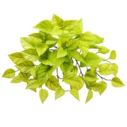 20″ Pothos Hanging Bush Light Green